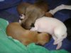 2006_0716Pups0415.JPG