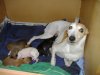 2006_0716Pups0416.JPG