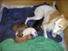 2006_0716Pups0417.JPG