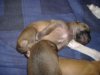 2006_0716Pups0419.JPG