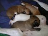 2006_0716Pups0420.JPG