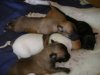 2006_0716Pups0421.JPG