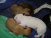 2006_0716Pups0413.JPG