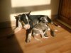 willow_and_diesel.JPG