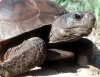 1_gopher_tortoise.jpg