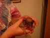 millys_puppies_004_SHRUNK.JPG