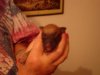 millys_puppies_009_SHRUNK.JPG