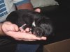 jimmys_pups_2_weeks_002.JPG