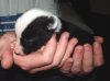 jimmys_pups_2_weeks_003.JPG