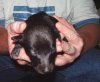 jimmys_pups_2_weeks_006.JPG