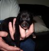 jimmys_pups_2_weeks_009.JPG