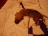 1_week_old_millys_puppies_003_shrunk.JPG