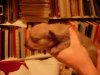 1_week_old_millys_puppies_005_shrunk.JPG