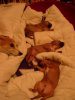 1_week_old_millys_puppies_010_shrunk.JPG