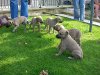 pups_k9_5_weeks_02.JPG