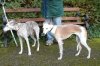 whippet_rescue_oldies.jpg