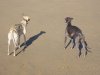 october_06_dogs_close_up_on_bude_beach.jpg