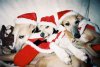 christmas_puppies.jpeg