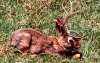 jackalope2.jpg