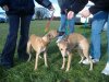 2006_1203Pups0436.JPG