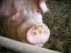 Resized_Farm_Xmas_06_008.jpg
