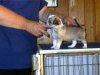 Queenie__s_babies_6_weeks_007.jpg