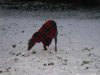 DSCN1993.jpg