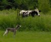 Avalonia_Dom_Perignon_sizes_up_one_of_the_new_kids_on_the_Avalonia_Daylilies_property.jpg