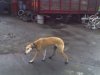 saluki_now.jpg