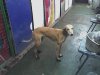 saluki_now_feb.jpg