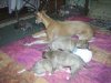 puppies_5_053.jpg