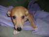 2007_0219Pups0070.JPG