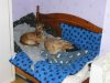 whippet_bed_001.jpg