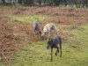 dogs_on_the_move_feb_07.jpg