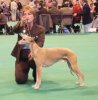 Zephyr_Crufts_2007__wendy_hills_.jpg