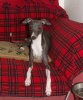Georgie_Crufts.jpg Georgie_Crufts.jpg