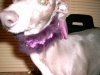 shelleys_collar.JPG