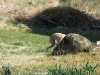 whippet_swallowed_by_rock.jpg