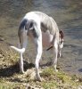 whippet_swallowed_by_rock_3.jpg