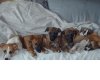 PUPPIES_001.jpg