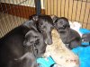 piccys_of_puppys_005.JPG