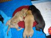 piccys_of_puppys_008.JPG