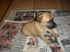 puppy_piccys_008.JPG