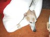 Zephyr_snuggle5_Apr07.jpg