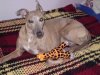 polly_with_giraffe.jpg
