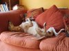 Zephyr_posing_sofa_Apr07.jpg