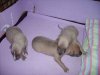 Resized_puppies_002.jpg