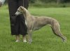 whippet_small.jpg