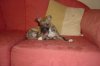 pups8weeks_005.jpg