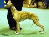 mojo_crufts_2005.jpg